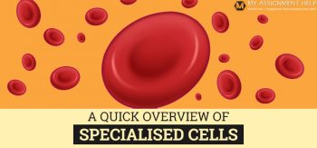 Specialised Cells