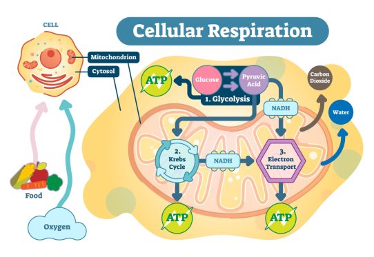 An infographic showing cellular respiration. It illustrates how food and oxygen are used to produce ATP through glycolysis, the Krebs cycle, and electron transport, with the byproducts of carbon dioxide and water.
